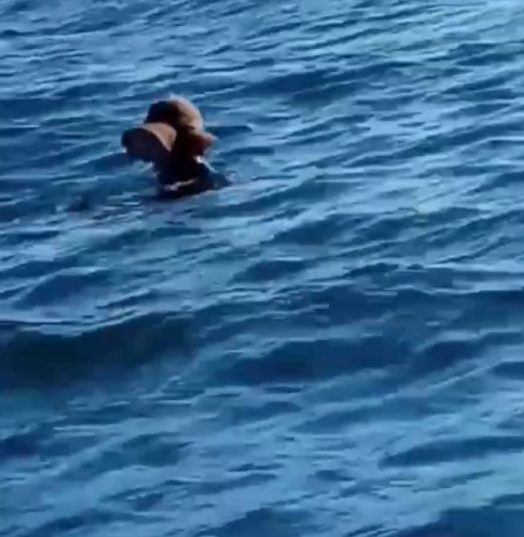 В Сочи купающаяся женщина развеселила всех своим внешним видом