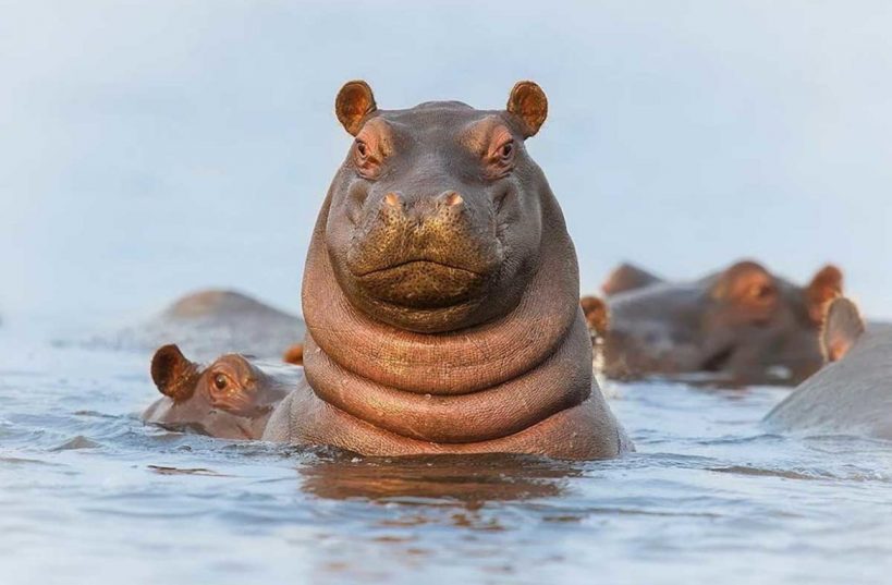 Бегемот напал на туристов, пять человек погибли страшной смертью