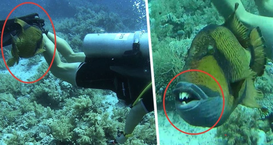 В Шарм-эль-Шейхе жуткая рыба напала на туриста, откусив кусок ноги.