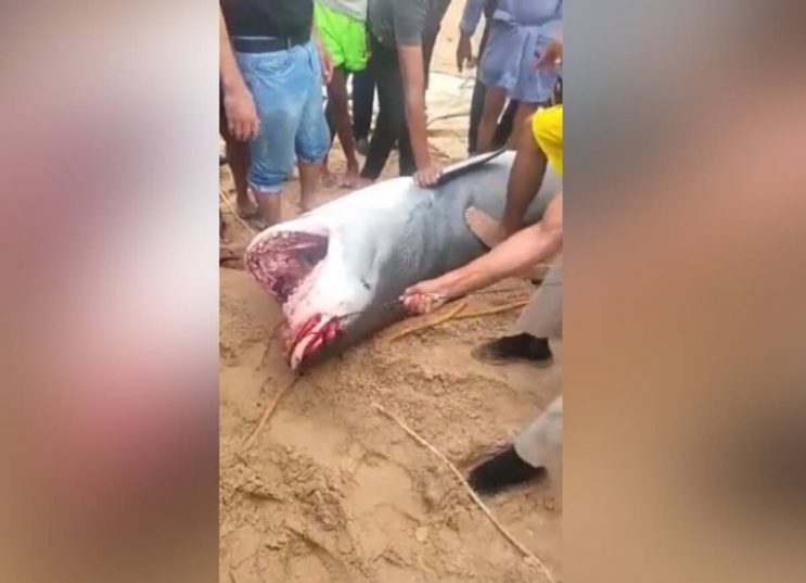 В Египте поймали акулу, съевшую 23-летнего парня из России