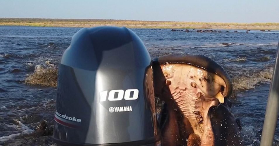 🦛 Бегемот напал на лодку с туристами на реке Чобе в Намибии.