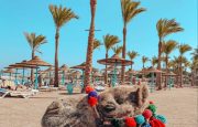 ☀️Летим в теплые края!🐪Египет☀️ 🛫Вылет в Шарм Эль Шейх 24.12.2024