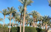 💙💚 Sharm  😍🤩 Egypt 2025🌴Отдых для 3 взрослых на море!🌴С 04.04!!💚 9 ночей💛