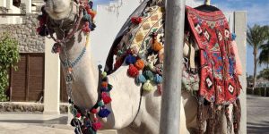 🍹🌞 Не пропустите! Sharm вылет 12.12 – невероятные предложения! 🍧🍦