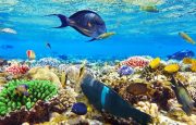 💋 Sharm💙 Egypt! 🐪 Лучшее время в декабре для вас!  Летим 12.12 !