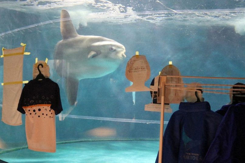 В Японии рыба-луна впала в депрессию после закрытия аквариума на ремонт 🦈