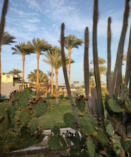 😍👄💙 💚Egypt! "Grand Oasis Resort" 4*+ - райский уголок в сердце Шарма! 💛💜