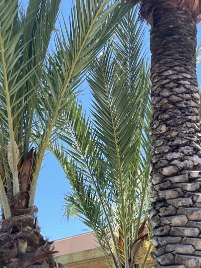 💋⛱🌴💚💙 Halkidiki! Путешествие в Грецию! На автобусе! С 27.07! 💚💙