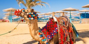 🍋‍🟩ЕГИПЕТ: Дешевле уже некуда!🔥655€ За Двоих на неделю!🔥✅Звони сейчас!