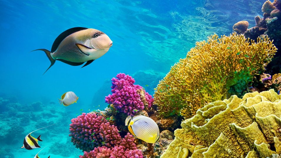 💋 Marsa Alam 💙 Egypt! 🐪 Интересный отдых для семьи: 2 взрослых + 3 ребёнка! Летим 16.04!