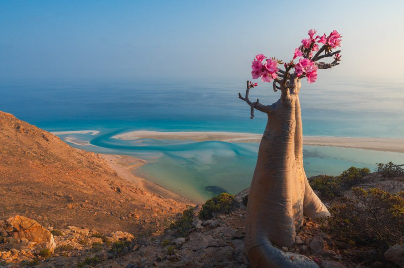 Групповой тур на остров Сокотра - 8 дней ⏰ДАТА: 2 - 10 марта 2026 💰СТОИМОСТЬ: 3150 евро