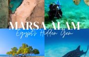 🌵Marsa Alam - Egipt ! Zbor 08.04.2025 de la 487 euro / pers